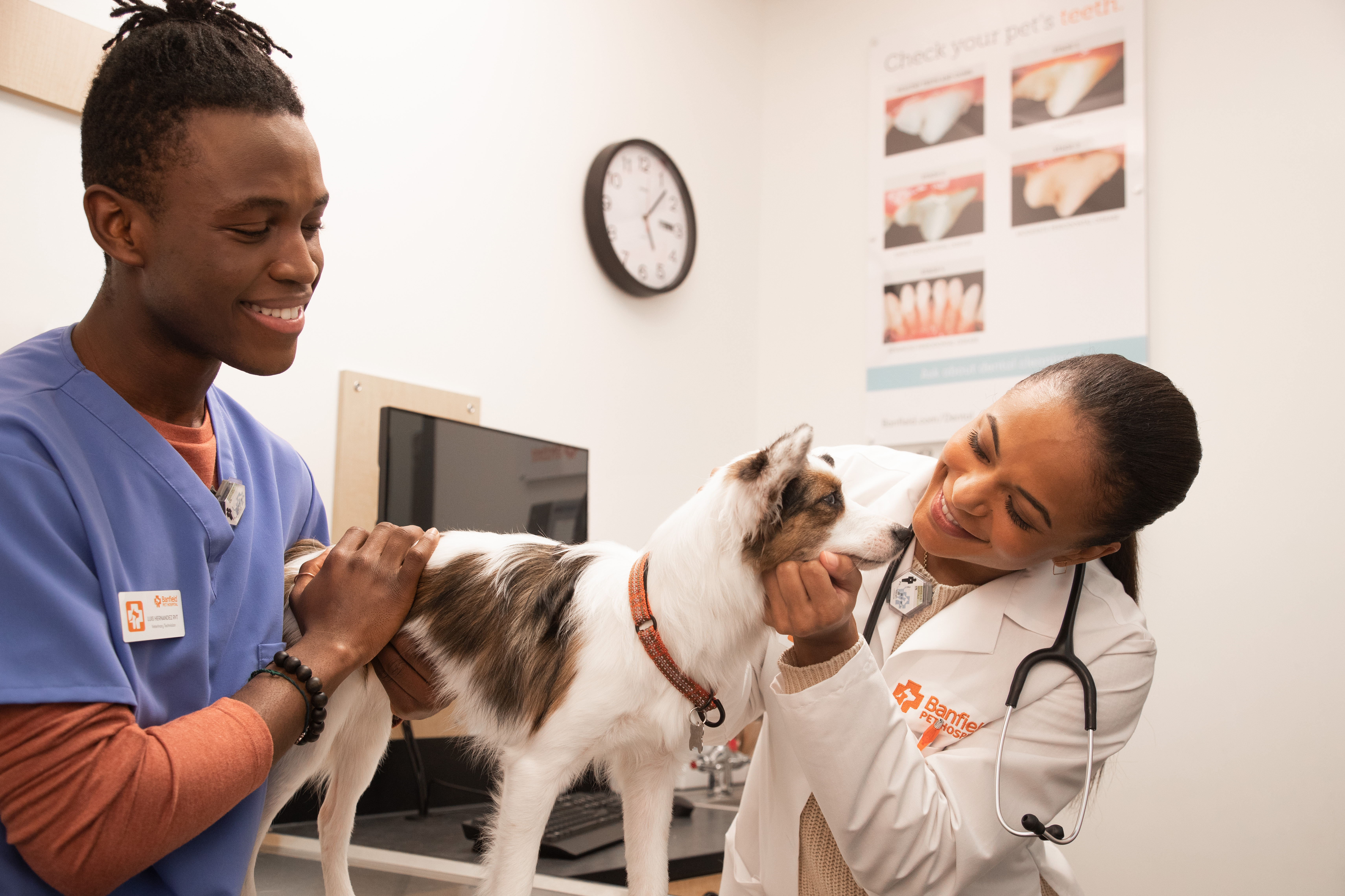 Petsmart sale elston banfield